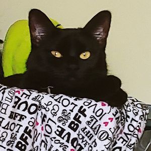 Meet your Posher, Dionna